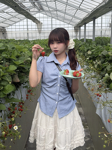 ストライプ半袖シャツブラウス