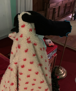 ニットフィンガーホール手袋 BLACK