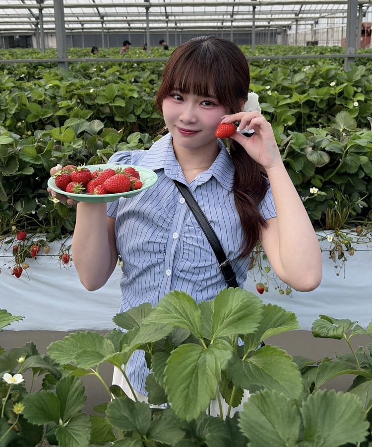 ストライプ半袖シャツブラウス STRIPE