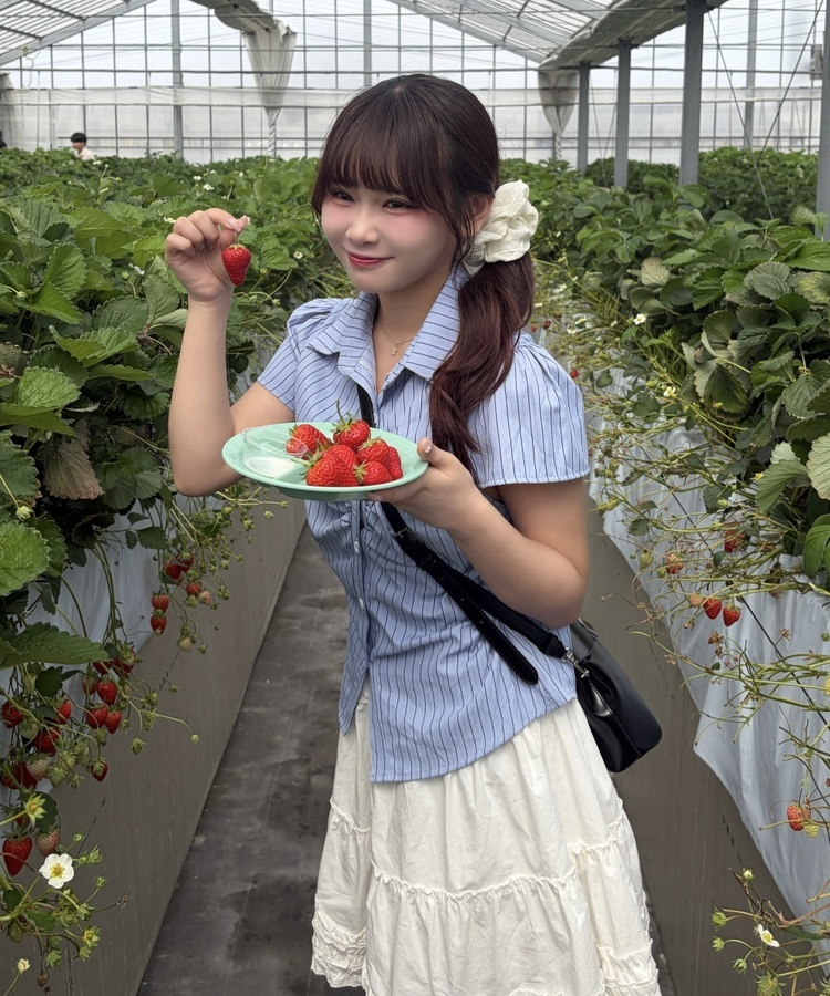 ストライプ半袖シャツブラウス STRIPE